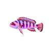 Pulsating Demasoni