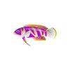 Purple Ribbon Cichlid