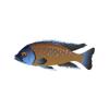 Redfin Hap
