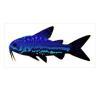 Corys