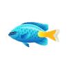 Aqua Colored Damsel