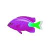 Plum Colored Damsel