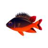 Orange Bellied Damselfish