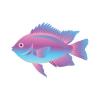 Pastel Damselfish