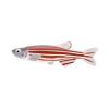 Red Zebra Danio