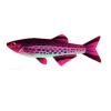 Spotted Rose Danio
