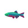 Vibrant Coral Danio