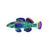Aqua Splash Darter