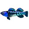 Blue Tiger Darter
