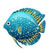 Blue Glitz Discus