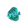 BlueTurq Discus