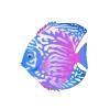 Candy Leopard Discus