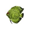 Wasabi Discus