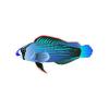 D Aqua Splendid Dottyback