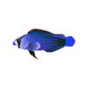 D Blue Splendid Dottyback