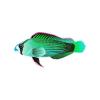 D Green Splendid Dottyback