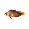 D Orange Splendid Dottyback