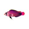 D Pink Splendid Dottyback