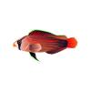 D Red Splendid Dottyback