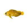 Gold Sparkle Dottyback