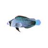 L Aqua Splendid Dottyback