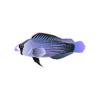 L Blue Splendid Dottyback