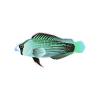 L Green Splendid Dottyback