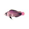 L Pink Splendid Dottyback