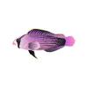 L Violet Splendid Dottyback