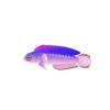 Tourmaline Aussie Dottyback