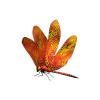 Fiery Dragonfly