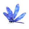 Icewing Dragonfly