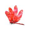 Ruby Dragonfly