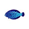Bubble Flounder