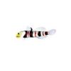 Dracula Goby