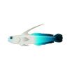 Ice Dartfish