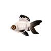 Black Eye Oranda