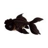 Black Oranda Goldfish