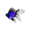 Blacklight Moors Goldfish
