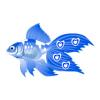 Blue Love Veiltail