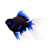 Blue Moors Goldfish