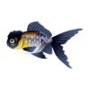 Blue Oranda Goldfish