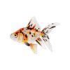 Calico Fantail Goldfish