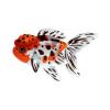 Calico Oranda Goldfish