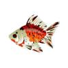Calico Ryukin Goldfish