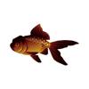 Choco Oranda Goldfish