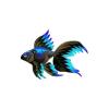 Aqua Fire Veiltail