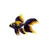 Golden Fire Veiltail