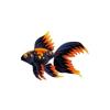 Orange Fire Veiltail