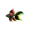 Rainbow Fire Veiltail